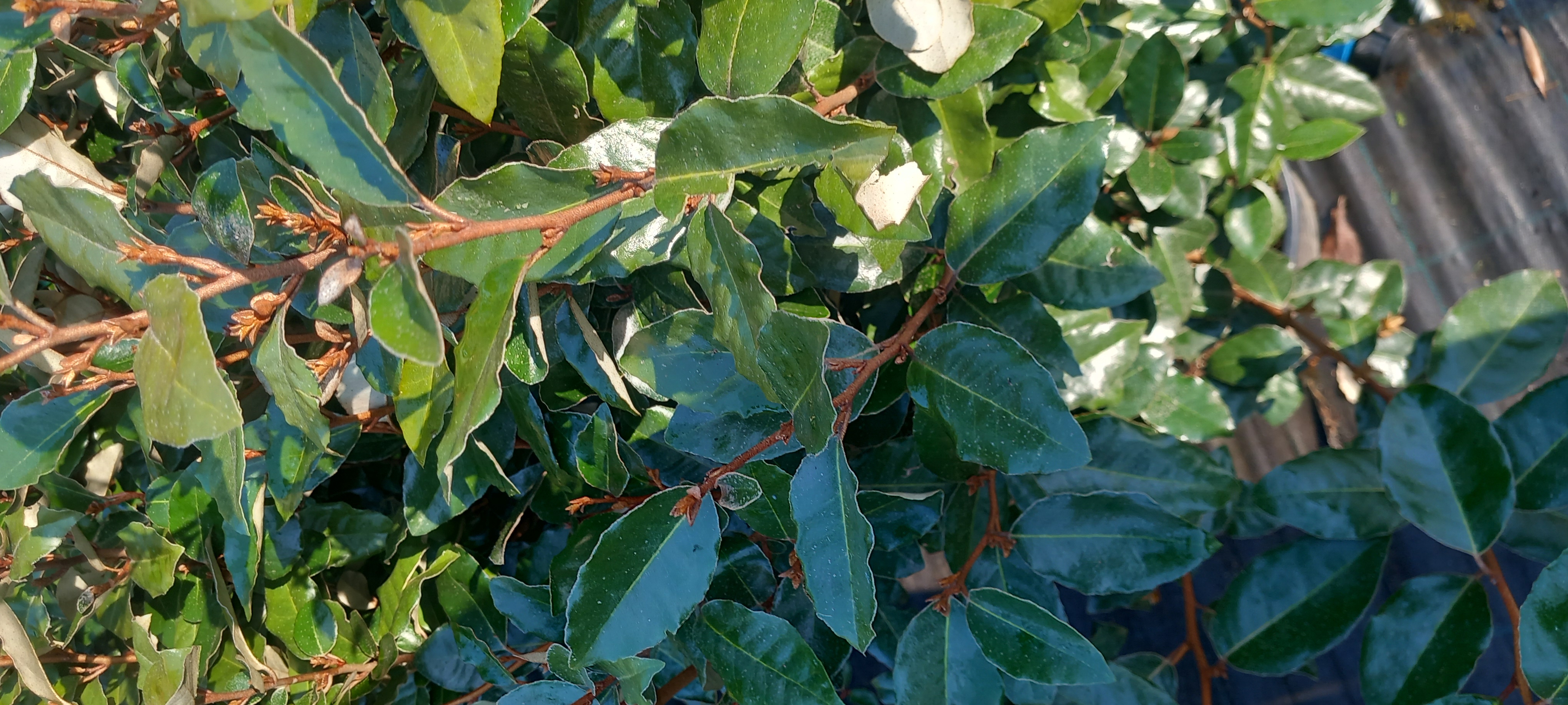 ELAEAGNUS EBBINGEI COMPACTA