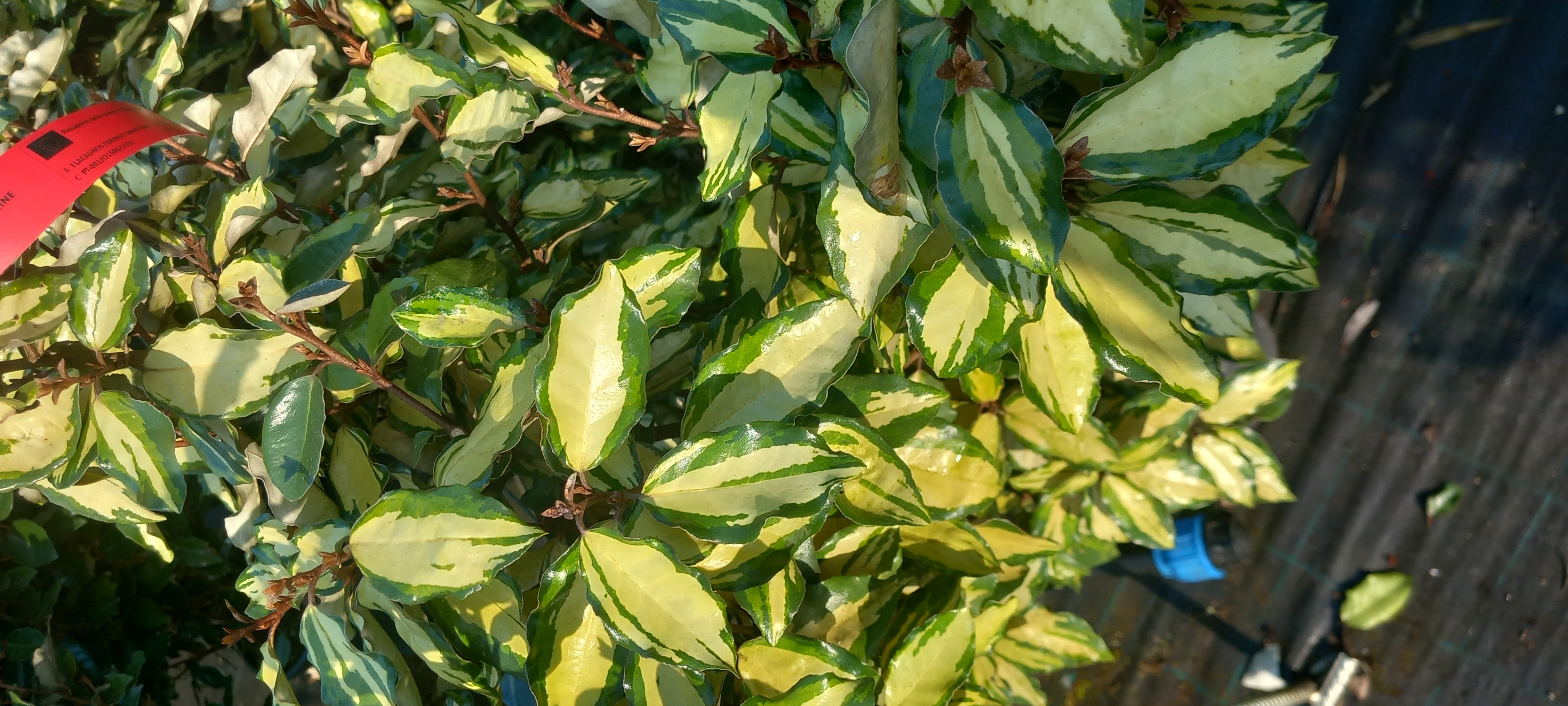 ELAEAGNUS EBBINGEI MARYLINE